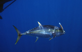 Yellowfisn Tuna Cedar Plug